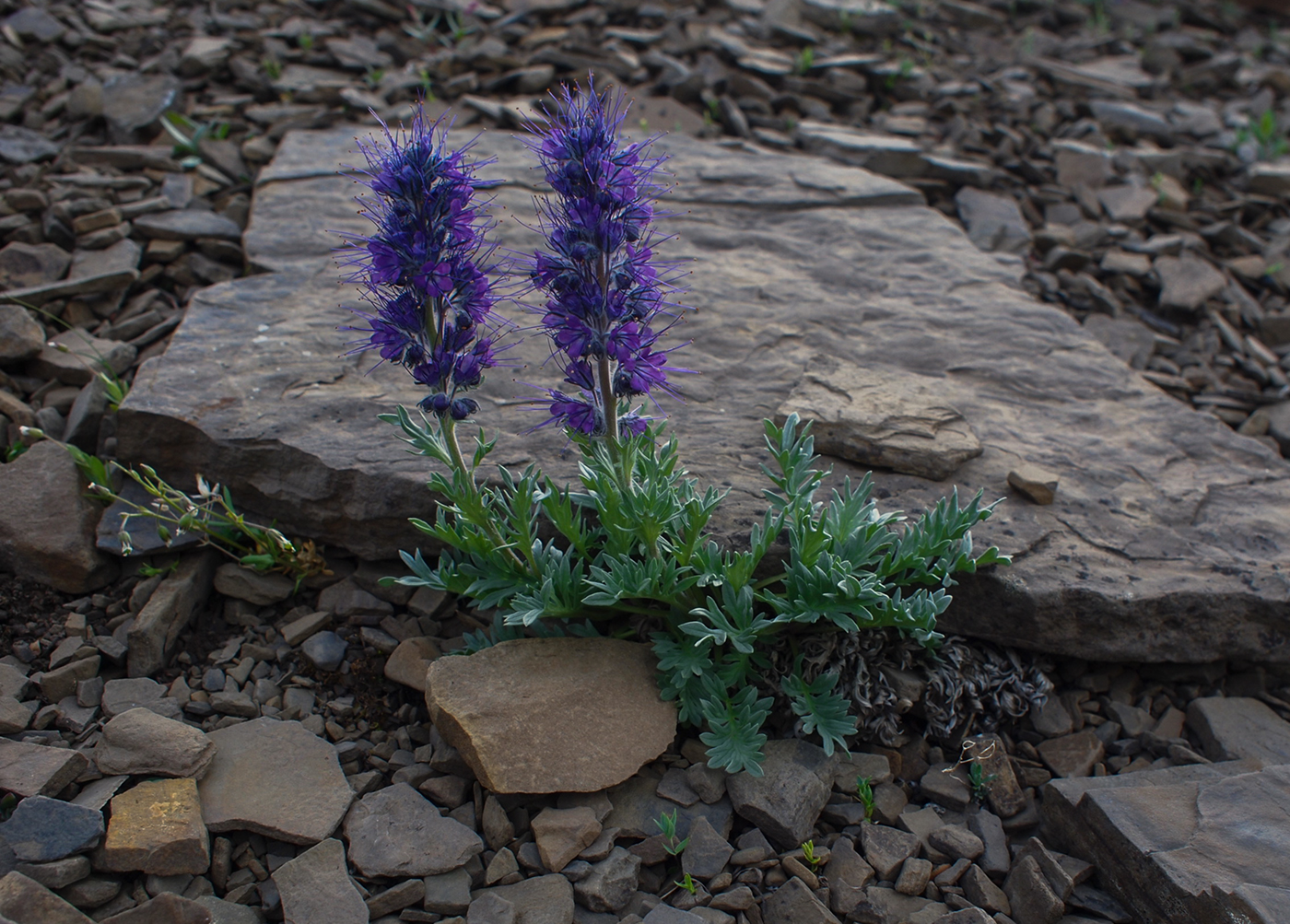 Willmore Wilderness Park, Rocky Mountains, Alberta, Canada